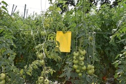 healthy growing tomato crop planted and cultivated at agriculture farm or field. tomato plantation with yellow sticky pad for organically pest control.
