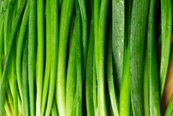 Close up of fresh green spring onions stems on wooden board. 