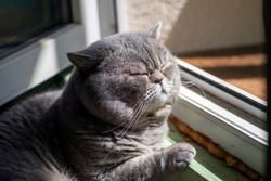 Sleepy gray British shorthair cat warming up on the sun rays.