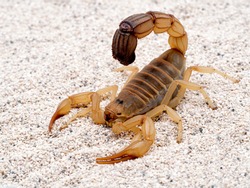 Highly venomous fattail scorpion, Androctonus australis, on sand, 3/4 view. This species from North Africa and the Middle East, is one of the most dangerous scorpions