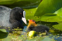 coot with youngster