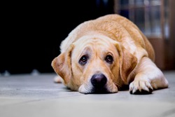 
an image of a beautiful isolated labrador pet dog with a sad, perhaps sick or discouraged look