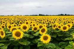 a field of blooming sunflowers