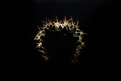 Cactus on black background with bright thorns.