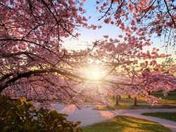 Pink blooming cherry trees. Sunset rays of the sun shine through the branches. Blooming trees in the park. Spring at Queen Elizabeth Park, Vancouver 