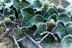 frost on green leaves of Ivy (Hedera helix, European ivy) close-up. natural texture background