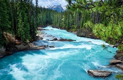 Mountain Kicking Horse river in evergreen forest, Yoho National Park, British Columbia, Canada