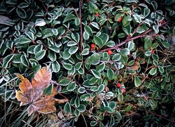 white frost on the green leaves and red berries close up. natural texture background.