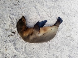 fur seal sleeping on white sand