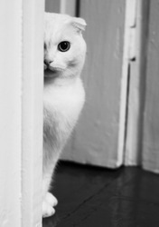 Scottish white fold cat sits in the doorway. Black and white photo of a white cat with a piercing deep gaze