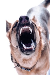 Close-up of an open-mouthed German Shepherd, barking aggressively and attacking, isolated on a white background. Guard dog with sharp white teeth.