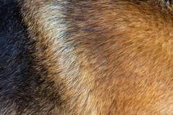 Close-up (macro photography) of the fur of a dog of the German Shepherd breed. Can be used as a background. High quality photo