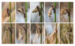 Collage of a Dragonfly metamorphosis