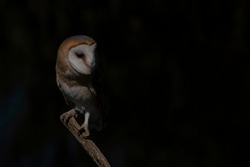 Beautiful Barn owl (Tyto alba) sitting on a branch. Dark black background. Noord Brabant in the Netherlands. Looking in the camera. Night shot.