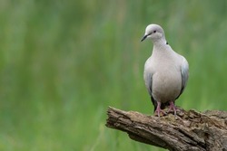   Eurasian Collared-Dove          (Streptopelia decaocto) on a branch. Gelderland in the Netherlands. Bokeh background.                                                                                 