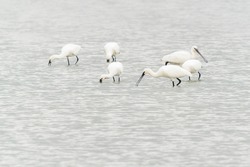  A large group of spoonbills standing in water A group of  Eurasian Spoonbill or common spoonbill (Platalea leucorodia) in the lagoon, hunting for fish. Gelderland in the Netherlands.                 