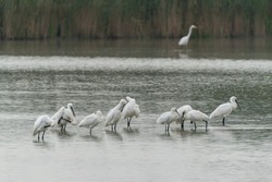  A group of  Eurasian Spoonbill or common spoonbill (Platalea leucorodia) in the lagoon, hunting for fish. Western Great Egret (Ardea alba) in the background. Netherlands.                 