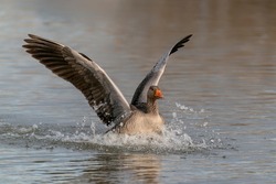  Greylag Goose (Anser anser) seen landing (and honking).  Landing on the water in the Netherlands. Water splashing all around. Wide spread wings.                                                   