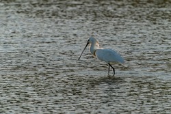 Beautiful Eurasian Spoonbill or common spoonbill (Platalea leucorodia) walking in shallow water hunting for food at sunset. Gelderland in the Netherlands. 