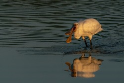 Beautiful Eurasian Spoonbill or common spoonbill (Platalea leucorodia) walking in shallow water hunting for food at sunrise. Gelderland in the Netherlands.