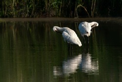 Two beautiful Eurasian Spoonbill or common spoonbill (Platalea leucorodia)in the lagoon cleaning feathers. Gelderland in the Netherlands.                              