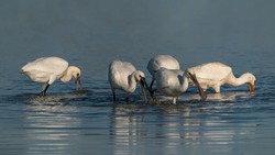  A large group of spoonbills standing in water A group of  Eurasian Spoonbill or common spoonbill (Platalea leucorodia) in the lagoon, hunting for fish. Gelderland in the Netherlands.                 