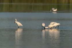  A group of spoonbills standing in water A group of  Eurasian Spoonbill or common spoonbill (Platalea leucorodia) in the lagoon, hunting for fish. Gelderland in the Netherlands.                 