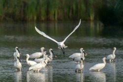  A group of spoonbills standing in water A group of  Eurasian Spoonbill or common spoonbill (Platalea leucorodia) in the lagoon, hunting for fish. Gelderland in the Netherlands.                       