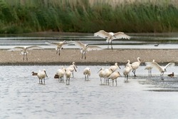 A group of  Eurasian Spoonbill or common spoonbill (Platalea leucorodia) in the lagoon, hunting for fish. Four spoonbills landing. Gelderland in the Netherlands.   