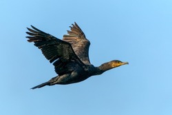  The great cormorant (Phalacrocorax carbo), known as the black shag in New Zealand, great black cormorant or black cormorant. In flight. Gelderland in the Netherlands. Blue sky background.            