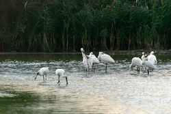A large group of spoonbills standing in water A group of  Eurasian Spoonbill or common spoonbill (Platalea leucorodia) in the lagoon, hunting for fish. Gelderland in the Netherlands.                  