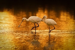  Two beautiful Eurasian Spoonbill or common spoonbill (Platalea leucorodia) walking in shallow water hunting for food at sunset. Gelderland in the Netherlands.                                   