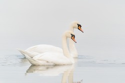 Two Mute Swan (Cygnus olor) floating on water with reflection. White swan with reflection, Gelderland in the Netherlands.                                                                