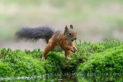 Eurasian red squirrel (Sciurus vulgaris) searching for food in the forest in the Netherlands.                                                         