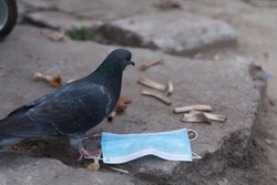 Medical mask and bird of the world. Dove and medical mask. The concept of nature pollution and the transmission of infection through birds. Global problems of coronavirus.
