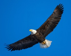 American bald eagle with spread wings flying in a blue sky.