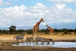 Reticulated giraffes at waterhole while zebras drink water. Ol Pejeta Conservancy, Kenya, Africa. Giraffa camelopardalis reticulata and Equus quagga. Wildlife seen on African safari vacation