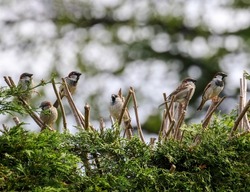 House sparrows 