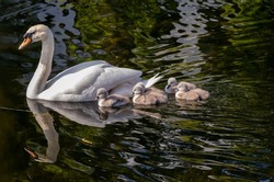 White mute swan glides along water with her five young cygnet chicks. Dark water of canal with ripples and reflection. Cute fluffy baby swans 