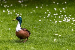Duclair duck on grass with daisies. Also known as hybrid, domesticated or manky mallard with green head, white bibbed neck and brown feather body. Dublin, Ireland