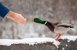 A man feeds a duck bread from his hand in winter in a public park. Duck birds are standing or sitting in the snow. Migration of birds. Ducks and pigeons in the park are waiting for food from people.