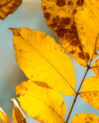 Yellow golden hickory leaves in late autumn fall backlit by the sun and selective focus with bokeh background