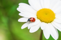 Ladybug on daisy or camomile flower. Shallow DOF.