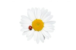 Chamomile or daisy flower with ladybug isolated on white background.