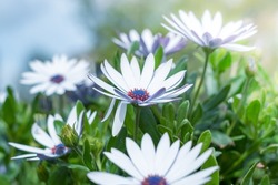 Beautiful soft elegant white flowers background, macro. Airy magic artistic image nature. Selective focus