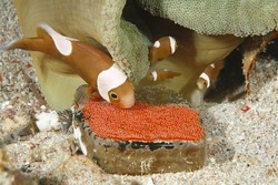 Clown Fish with is eggs and Anemone ,Philippines 