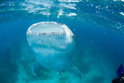 Whale shark with open mouth eats plankton Philippines