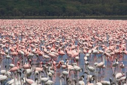 Pink Flamingos colony standing in lake water
