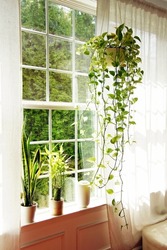 Green plants give a fresh look in the house. The hanging planter and the vases are perfect decorations too. 