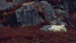 mother and cub polar bears in churchill manitoba canada during the rain in autumn